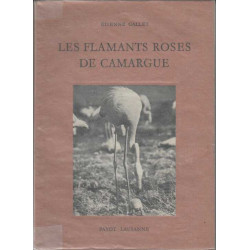 Les flamants roses de Camargue