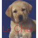 Le Chien : Guide des animaux